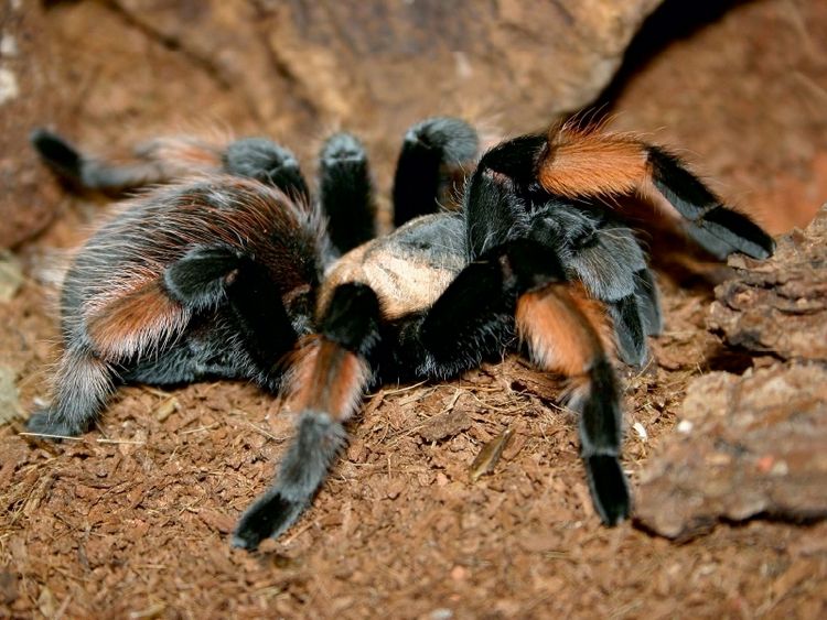 Produktbild: CALVENDO Puzzle Mexikanische Rotknie-Vogelspinne | 1000 Teile Lege-Gr&ouml;&szlig;e 64x48cm Foto-Puzzle f&uuml;r gl&uuml;ckliche Stunden