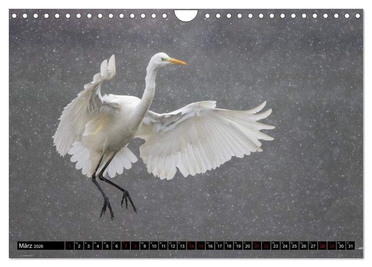 Produktbild: Eleganz in Wei&szlig; - Der Silberreiher (Wandkalender 2026 DIN A4 quer), CALVENDO Monatskalender