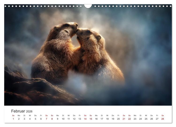 Produktbild: Alpenpl&uuml;sch - Mit Murmeltieren durchs Jahr (Wandkalender 2026 DIN A3 quer), CALVENDO Monatskalender