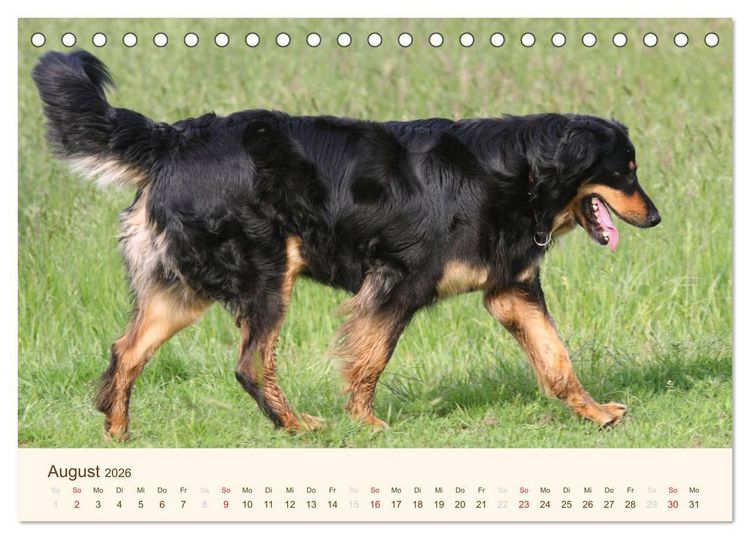 Produktbild: Hovawarte - einmal anders (Tischkalender 2026 DIN A5 quer), CALVENDO Monatskalender