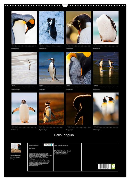 Produktbild: Hallo Pinguin (Wandkalender 2026 DIN A2 hoch), CALVENDO Monatskalender