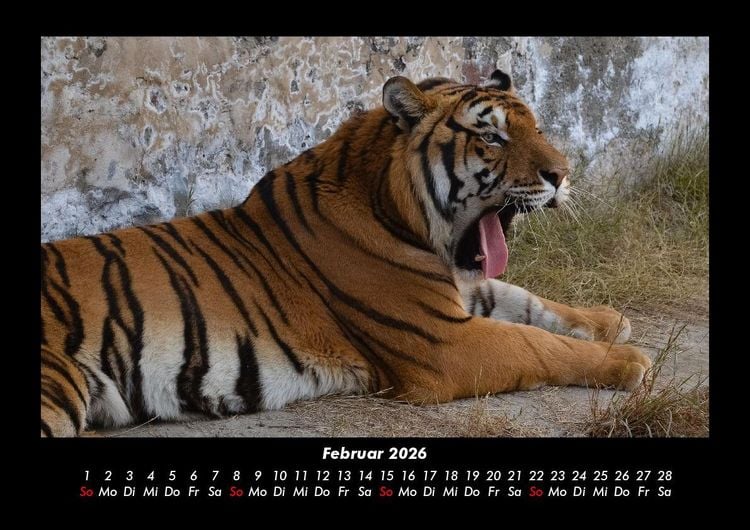 Produktbild: Tiger 2026 Fotokalender DIN A3