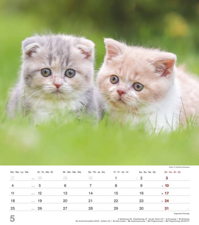 Produktbild: Niedliche Katzenkinder 2026 - Wand-Kalender - Tier-Kalender - 30x34