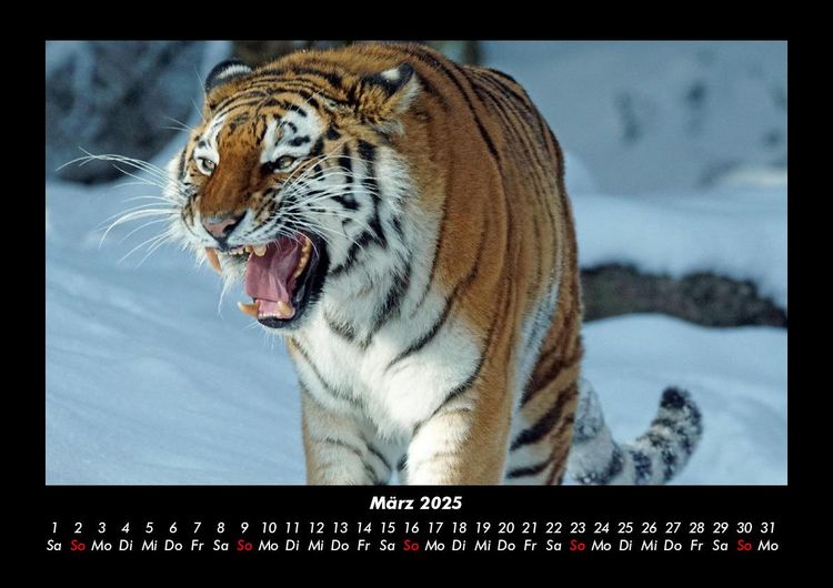 Produktbild: Tiger 2025 Fotokalender DIN A3