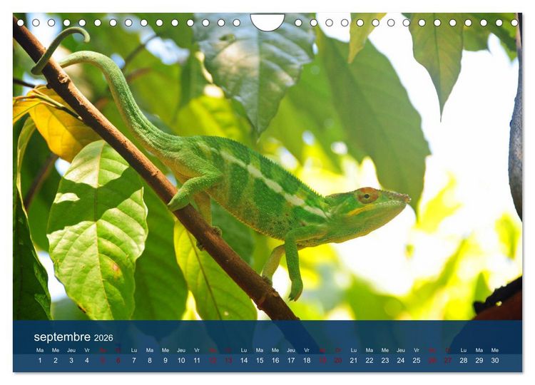 Produktbild: Autour de Nosy Be (Calendrier mural 2026 DIN A4 vertical), CALVENDO calendrier mensuel