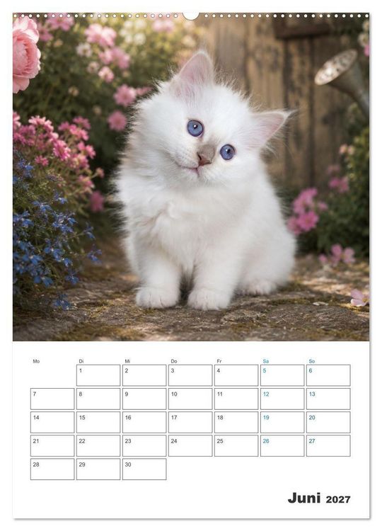 Produktbild: Heilige Birma Kitten Kalender mit Planer (Wandkalender 2027 DIN A2 hoch), CALVENDO Monatskalender