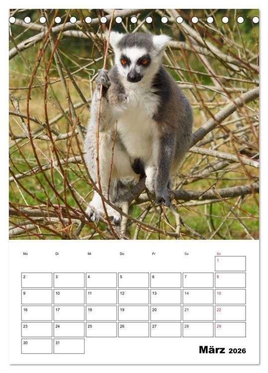 Produktbild: Katta Terminplaner (Tischkalender 2026 DIN A5 hoch), CALVENDO Monatskalender