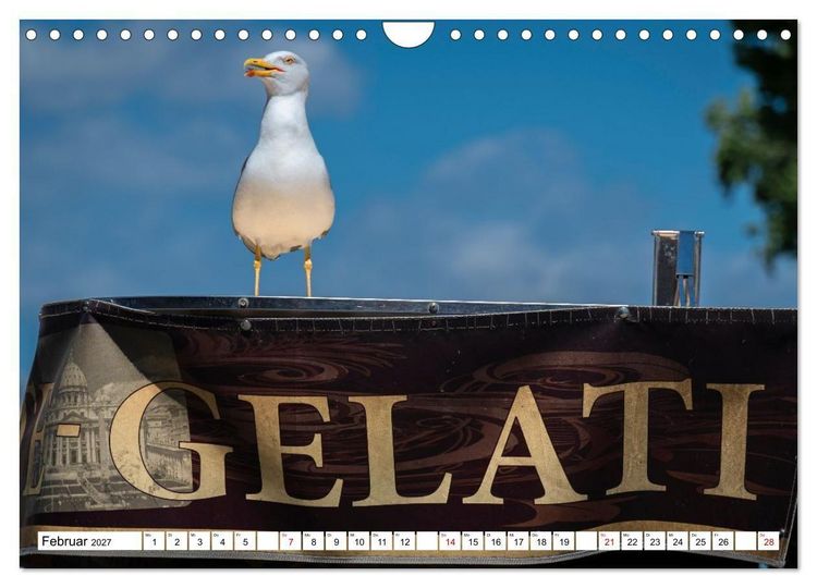 Produktbild: M&ouml;wen- Botschafter des Windes (Wandkalender 2027 DIN A4 quer), CALVENDO Monatskalender