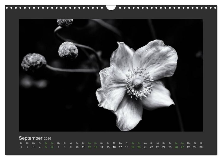 Produktbild: Pflanzen in Schwarz und Wei&szlig; (Wandkalender 2026 DIN A3 quer), CALVENDO Monatskalender