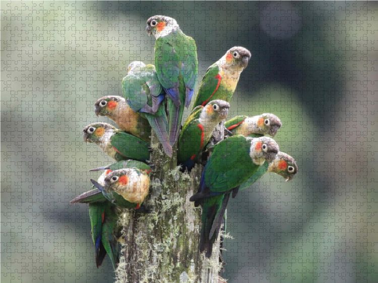Produktbild: CALVENDO Puzzle Ein Motiv aus dem Kalender Birds of Ecuador | 1000 Teile Lege-Gr&ouml;&szlig;e 64x48cm Foto-Puzzle f&uuml;r gl&uuml;ckliche Stunden