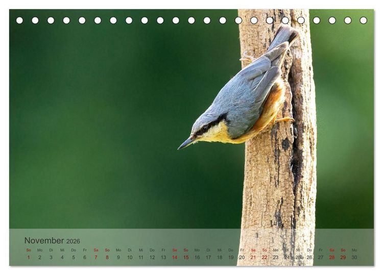 Produktbild: Fantastische Vogelwelt Slowenien (Tischkalender 2026 DIN A5 quer), CALVENDO Monatskalender