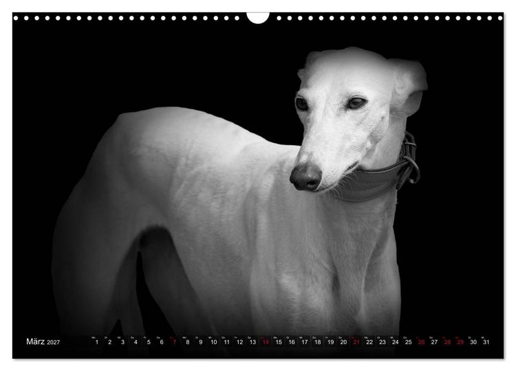 Produktbild: Galgo Espa&ntilde;ol - der spanische Windhund 2027 (Wandkalender 2027 DIN A3 quer), CALVENDO Monatskalender