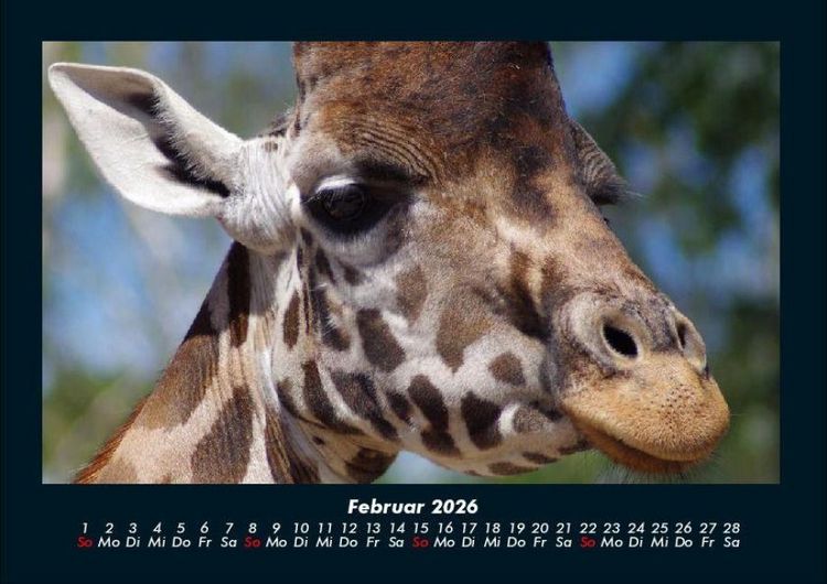 Produktbild: Giraffen 2026 Fotokalender DIN A4