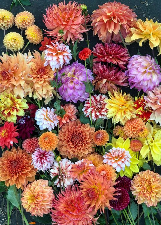 Produktbild: Hello, Dahlias! 1,000-Piece Puzzle