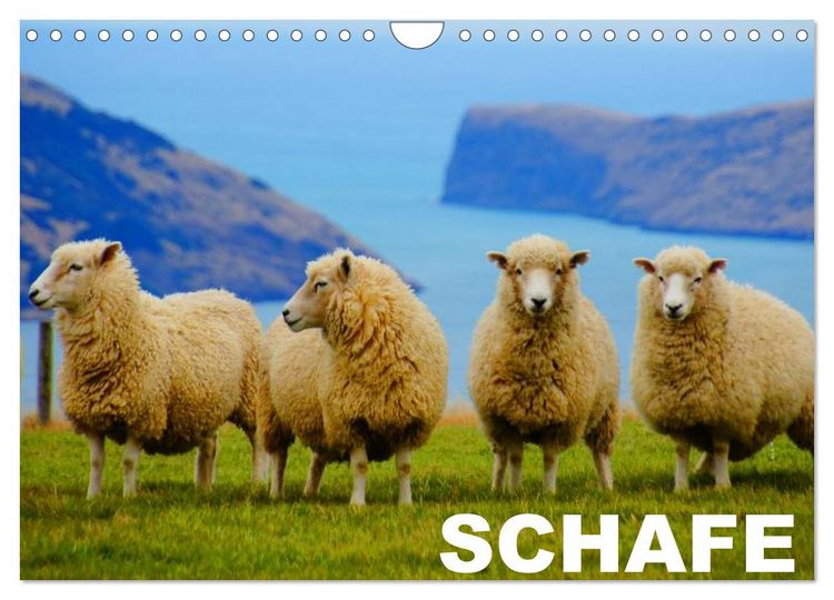 Produktbild: Schafe / Geburtstagskalender (Wandkalender 2026 DIN A4 quer), CALVENDO Monatskalender