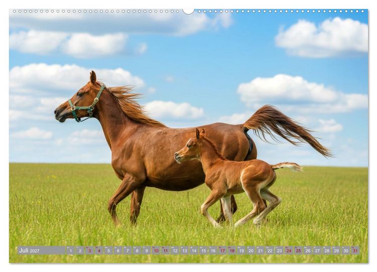 Produktbild: Ein Jahr voll Fohlenzauber (hochwertiger Premium Wandkalender 2027 DIN A2 quer), Kunstdruck in Hochglanz