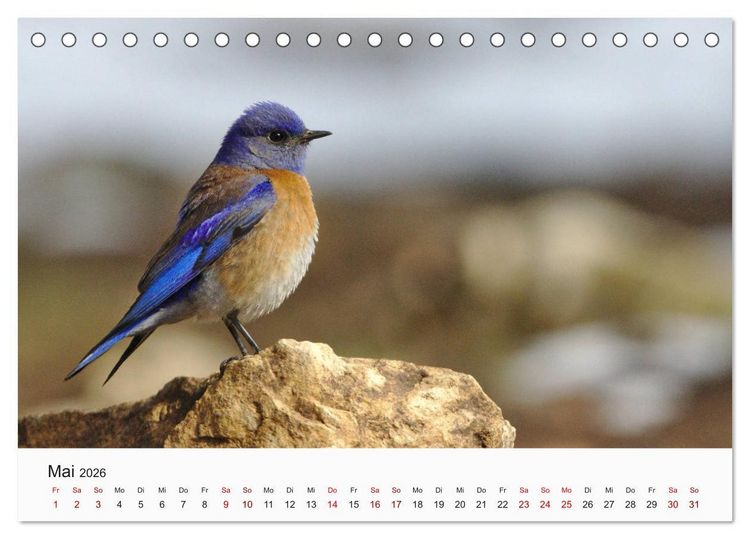 Produktbild: V&ouml;gel - Die K&ouml;nige der L&uuml;fte (Tischkalender 2026 DIN A5 quer), CALVENDO Monatskalender