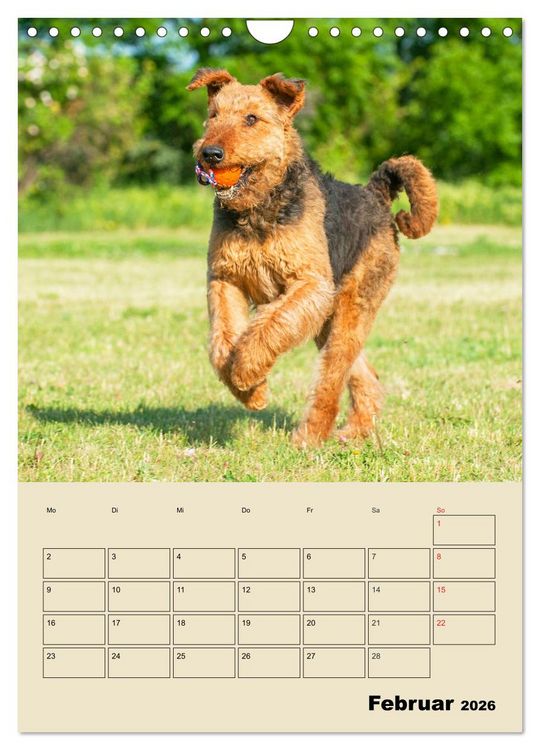 Produktbild: Airedale Terrier - Temperament auf 4 Pfoten (Wandkalender 2026 DIN A4 hoch), CALVENDO Monatskalender