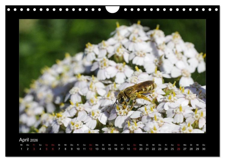 Produktbild: Die Wildbienen Deutschlands (Wandkalender 2026 DIN A4 quer), CALVENDO Monatskalender