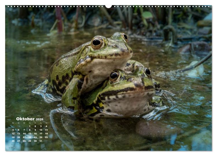 Produktbild: Gl&uuml;ckliche Fr&ouml;sche (Wandkalender 2026 DIN A2 quer), CALVENDO Monatskalender
