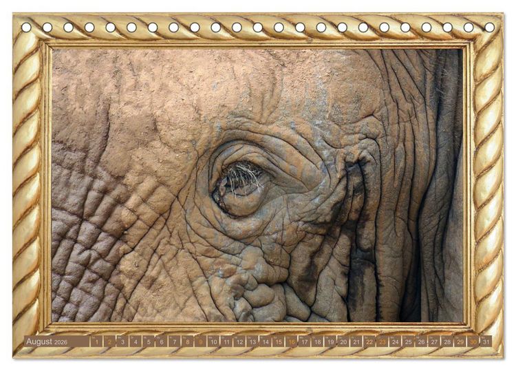 Produktbild: Augenblicke aus Afrika (Tischkalender 2026 DIN A5 quer), CALVENDO Monatskalender