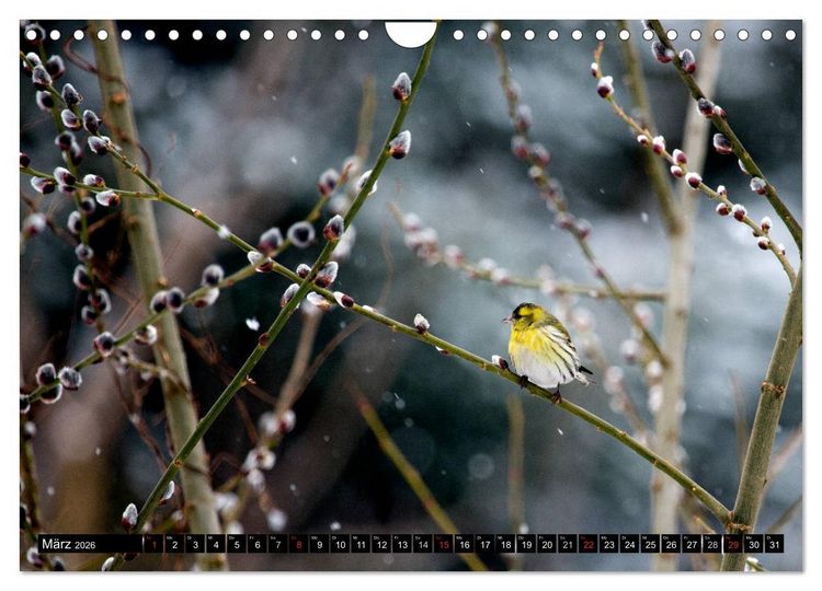 Produktbild: Gartenv&ouml;gel (Wandkalender 2026 DIN A4 quer), CALVENDO Monatskalender