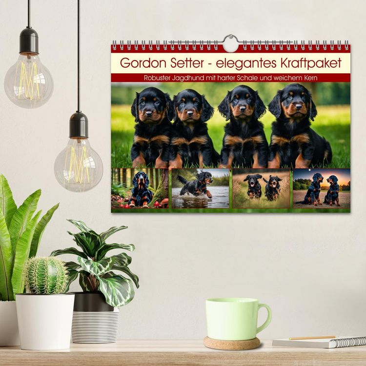 Produktbild: Gordon Setter - elegantes Kraftpaket (Wandkalender 2026 DIN A4 quer), CALVENDO Monatskalender
