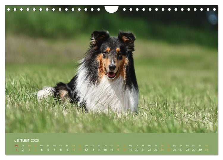 Produktbild: Fantastische Collies - Sieger der Herzen (Wandkalender 2026 DIN A4 quer), CALVENDO Monatskalender
