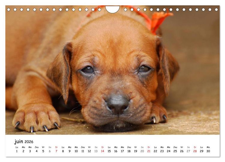 Produktbild: Chiots Rhodesian Ridgeback (Calendrier mural 2026 DIN A4 vertical), CALVENDO calendrier mensuel