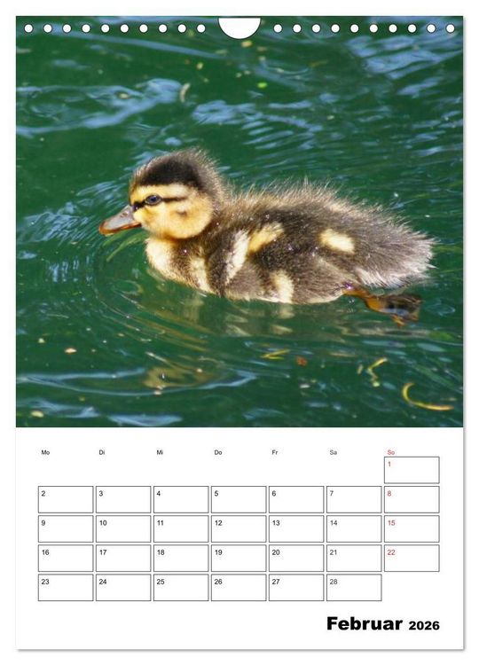 Produktbild: Liebenswerte Enten (Wandkalender 2026 DIN A4 hoch), CALVENDO Monatskalender