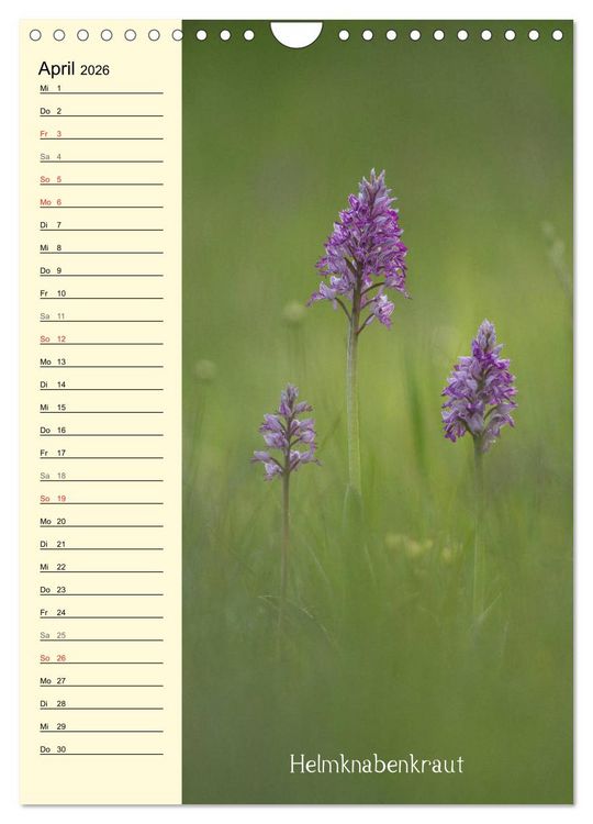 Produktbild: Wildwachsende Orchideen in Bayern (Wandkalender 2026 DIN A4 hoch), CALVENDO Monatskalender