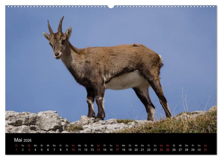 Produktbild: Steinwild in den Schweizer Voralpen (Wandkalender 2026 DIN A2 quer), CALVENDO Monatskalender