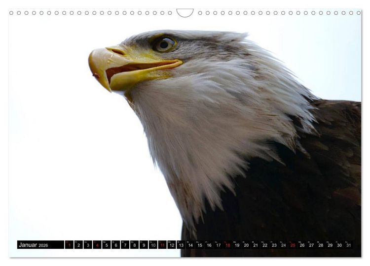 Produktbild: Wei&szlig;kopfseeadler. Symbol der Freiheit (Wandkalender 2026 DIN A3 quer), CALVENDO Monatskalender