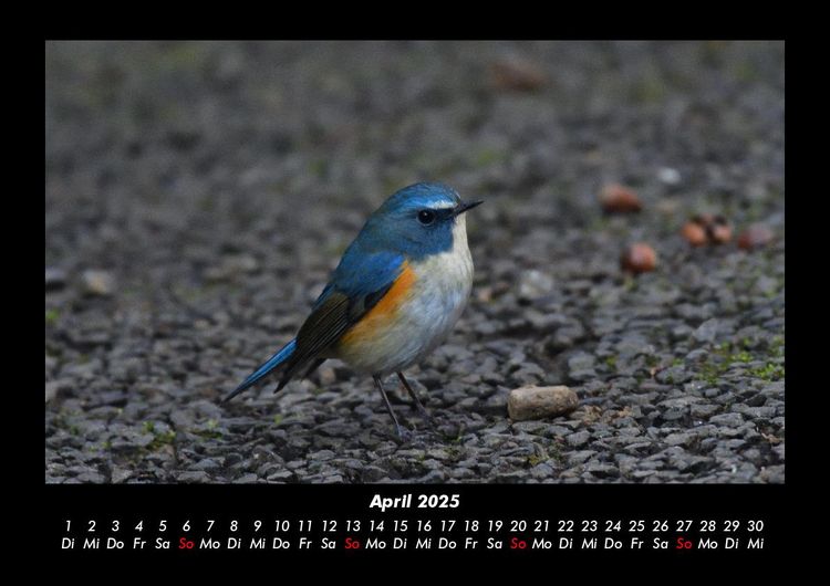 Produktbild: Tiere in der Wildnis 2025 Fotokalender DIN A3