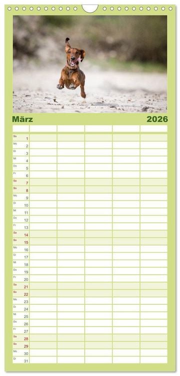 Produktbild: Familienplaner 2026 - DACKEL DACHSHUND TECKEL 2026 mit 5 Spalten (Wandkalender, 21 x 45 cm) CALVENDO