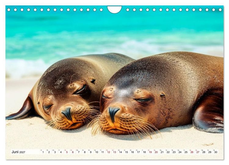 Produktbild: Faszination Robben - Zwischen Wellen und Weite (Wandkalender 2027 DIN A4 quer), CALVENDO Monatskalender