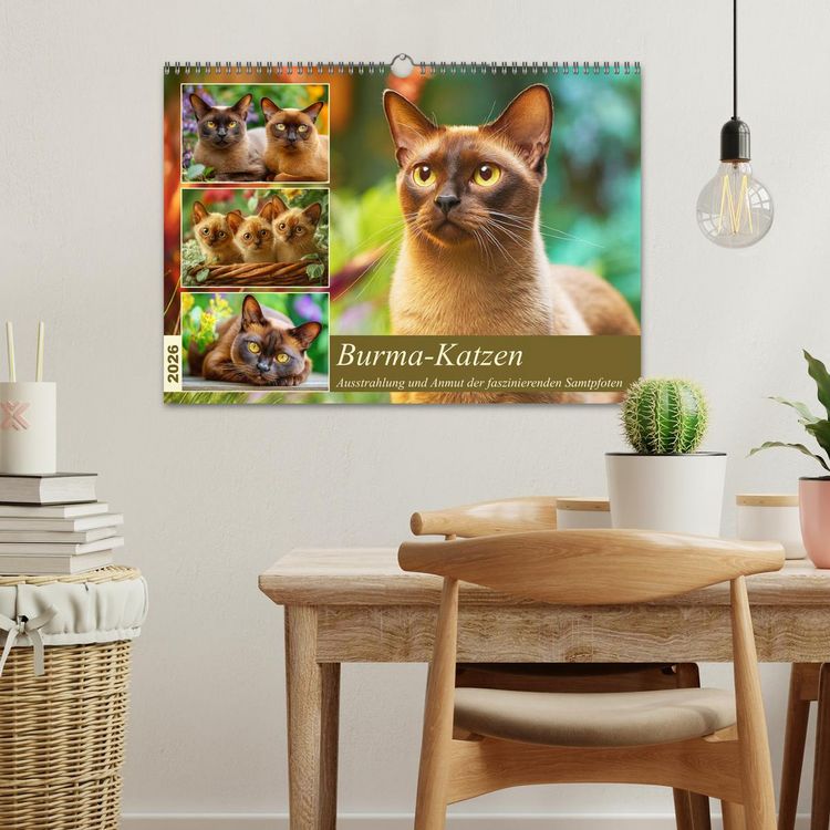 Produktbild: Burma-Katzen. Ausstrahlung und Anmut der faszinierenden Samtpfoten (Wandkalender 2026 DIN A3 quer), CALVENDO Monatskalender