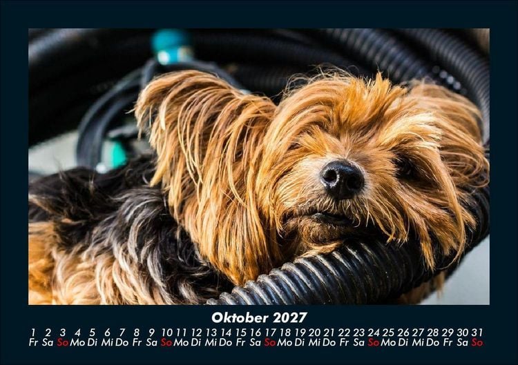 Produktbild: Hunde 2027 Fotokalender DIN A5