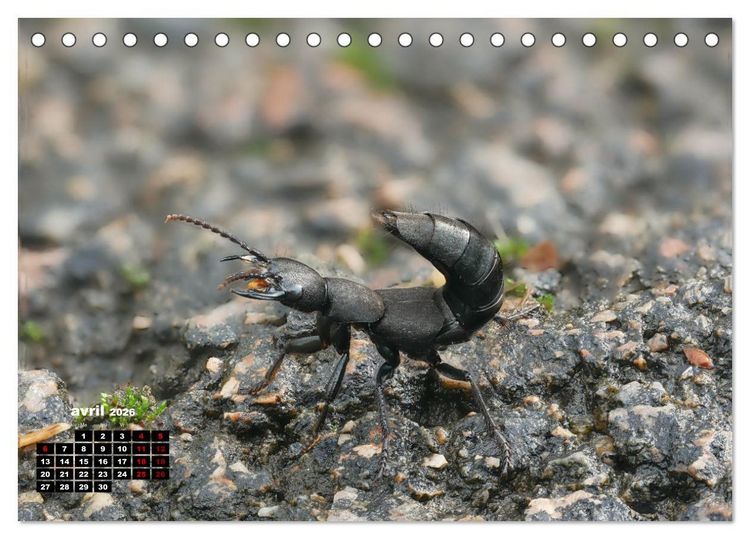 Produktbild: Araign&eacute;es et insectes (Calendrier de bureau 2026 DIN A5 vertical), CALVENDO calendrier mensuel