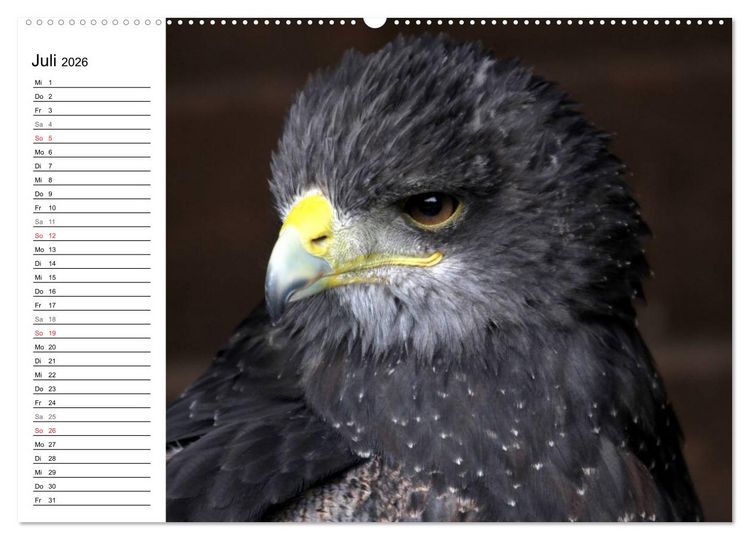 Produktbild: Greifv&ouml;gel, Eulen und K&auml;uze (hochwertiger Premium Wandkalender 2026 DIN A2 quer), Kunstdruck in Hochglanz