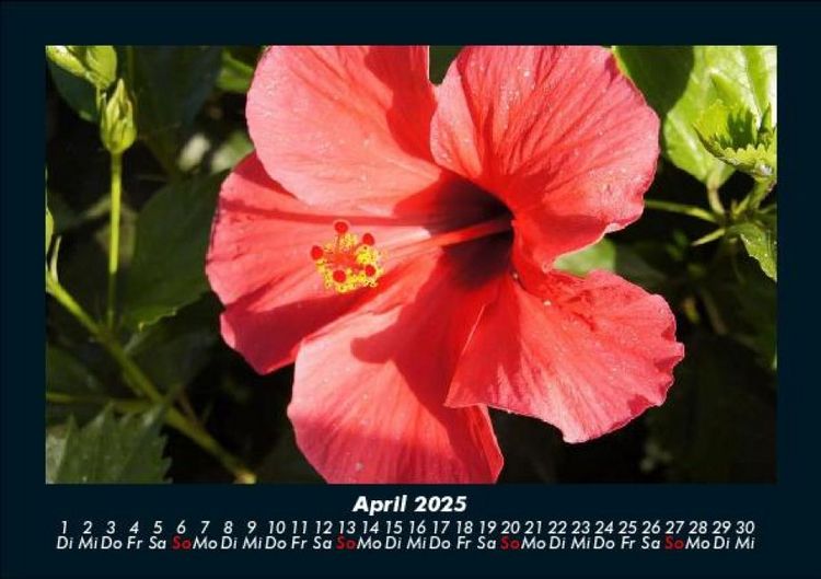 Produktbild: Blumenkalender 2025 Fotokalender DIN A5