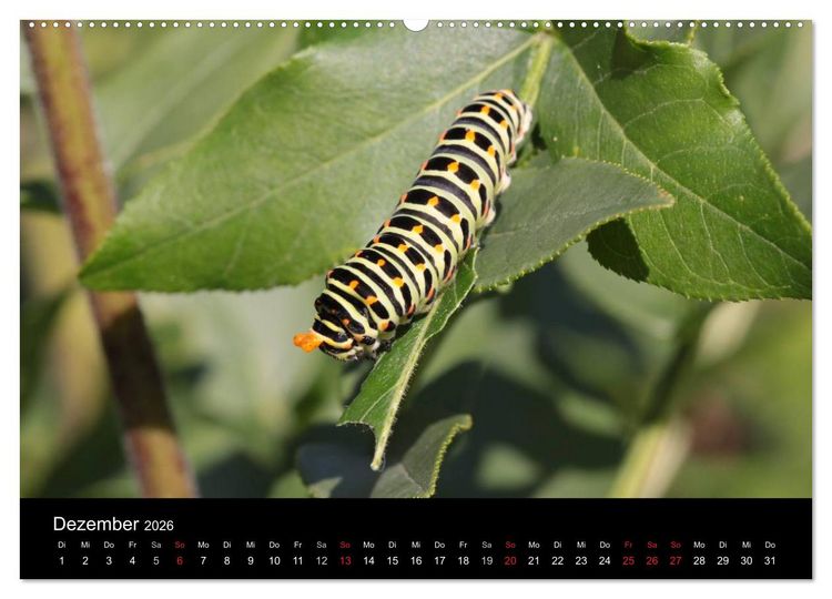 Produktbild: Faszination Schmetterlingsraupen (Wandkalender 2026 DIN A2 quer), CALVENDO Monatskalender