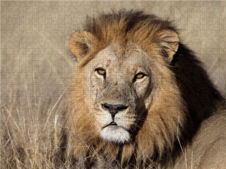 Produktbild: CALVENDO Puzzle L&ouml;wen &ndash; Pascha 1000 Teile Lege-Gr&ouml;&szlig;e 64 x 48 cm Foto-Puzzle Bild von Michael Herzog