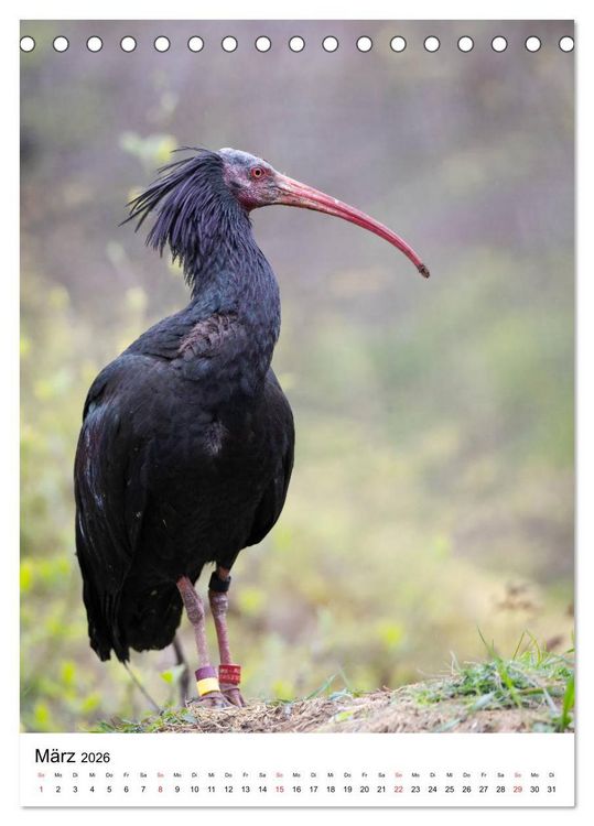 Produktbild: Der Waldrapp - Der etwas andere Vogel (Tischkalender 2026 DIN A5 hoch), CALVENDO Monatskalender