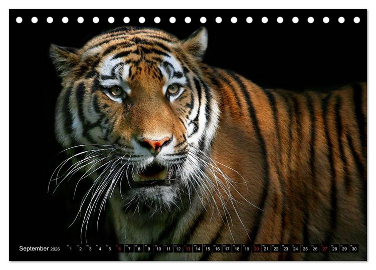 Produktbild: Tiger - die leisen J&auml;ger des Dschungels (Tischkalender 2026 DIN A5 quer), CALVENDO Monatskalender
