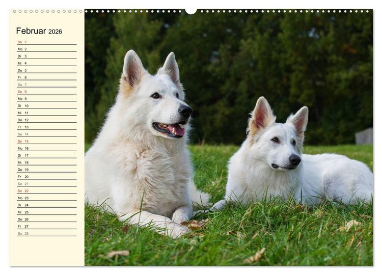 Produktbild: Wei&szlig;er Schweizer Sch&auml;ferhund - Ein Tag im Leben einer Hundefamilie (hochwertiger Premium Wandkalender 2026 DIN A2 quer), Kunstdruck in Hochglanz