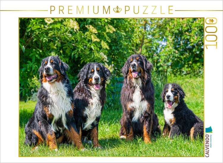 Produktbild: CALVENDO Puzzle Vier Sch&ouml;nheiten - Berner Sennenhunde | 1000 Teile Lege-Gr&ouml;&szlig;e 64x48cm Foto-Puzzle f&uuml;r gl&uuml;ckliche Stunden