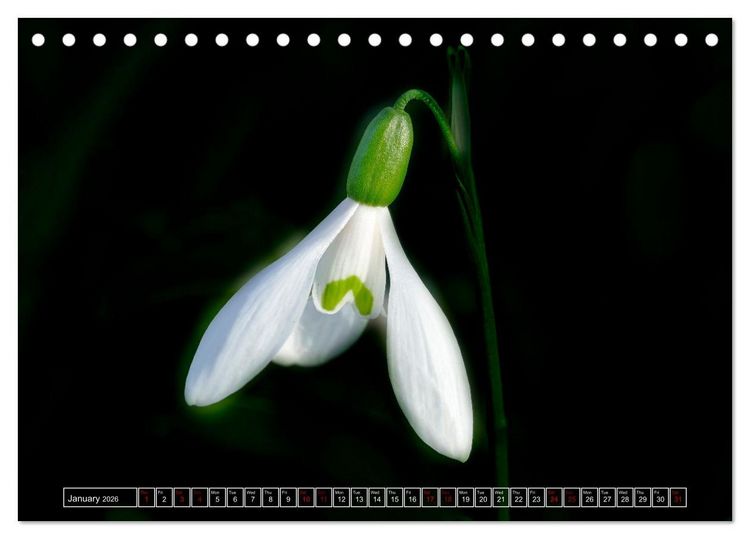 Produktbild: Mysterious plant portraits (Desk Calendar 2026 DIN A5 landscape), CALVENDO 12 Month DeskCalendar
