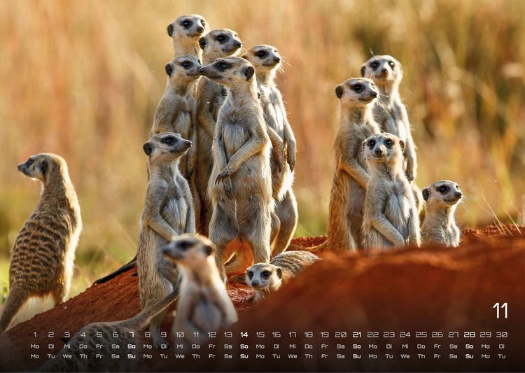 Produktbild: Afrikas Tierwelt - Der Tierkalender - 2027 - Kalender DIN A3