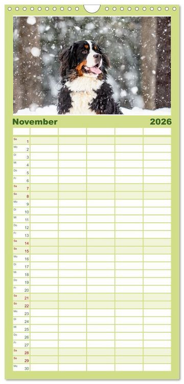 Produktbild: Familienplaner 2026 - Berner Sennenhunde - Traumhunde mit Charme mit 5 Spalten (Wandkalender, 21 x 45 cm) CALVENDO